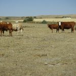 Drought aid tops $350-million