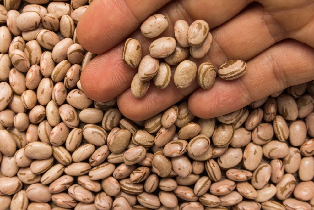 Pinto beans. (Vergani_Fotografia/iStock/Getty Images)

