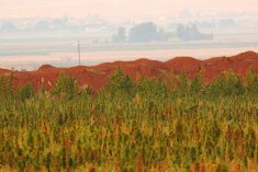 beqaa valley marijuana
