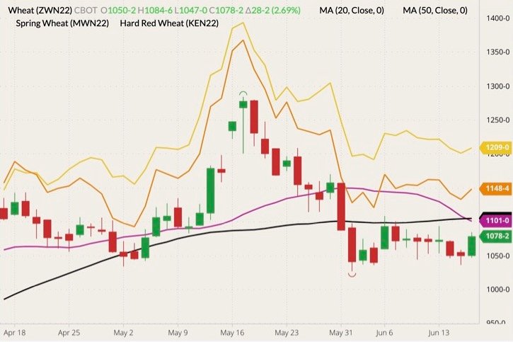 CBOT July 2022 wheat (candlesticks) with 20- and 50-day moving averages (purple and black lines), MGEX July 2022 wheat (yellow line) and K.C. July 2022 wheat (orange line). (Barchart)
