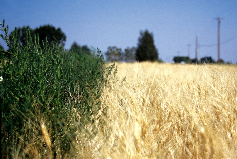 Get the lowdown on kochia control