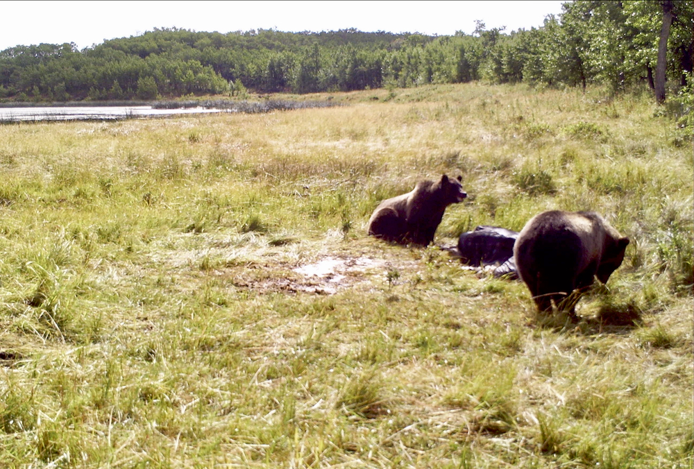 When a grizzly kills a cow it will try to bury the carcass, but that often attracts other bears to the farm.