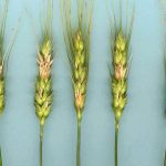 The new online tool allows users to report suspected crop diseases and upload a photo of its location.