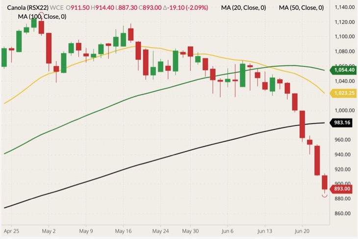 ICE November 2022 new-crop canola (candlesticks) with 20-, 50- and 100-day moving averages (yellow, green and black lines). (Barchart)
