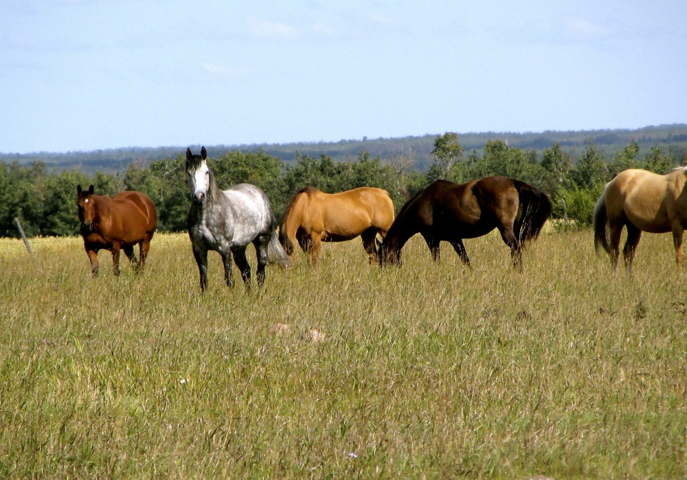 Equine physiology research has shown that when horses exercise fewer than three days a week, their bodies are not adapted to fitness demands.