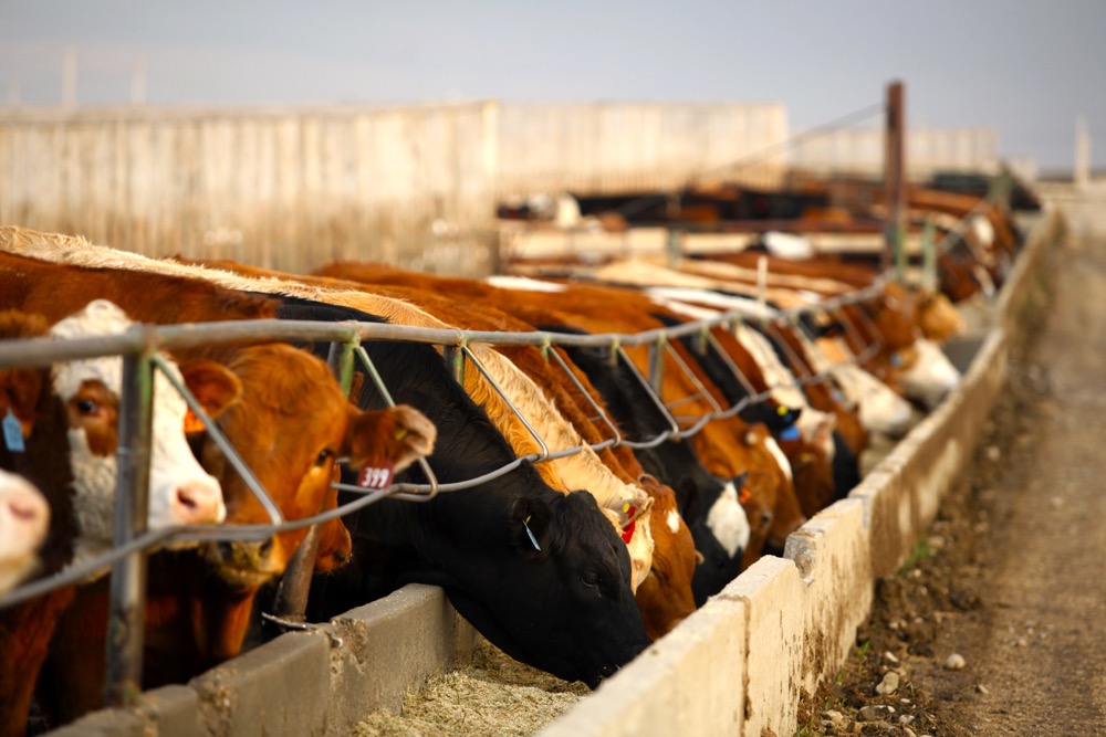 Price movement for both feed barley and feed wheat in Western Canada have been mixed.  Photo: Canada Beef Inc.
