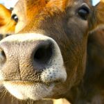 Cattle are not the only ruminants on the planet.