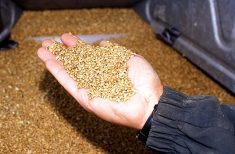 Webinar aims to get to the bottom of grain contracts