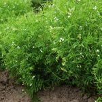The executive director of Saskatchewan Pulse Growers anticipates a rise in seeded lentil acres this year, along with a decline in seeded dry pea acres. Photo: Thinkstock