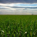 Alberta cereal crops lead the way in terms of favourable development in the latest provincial crop report. Photo: File