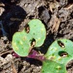 Flea beetles in canola seedlings. (Canola Council of Canada video screengrab via YouTube)