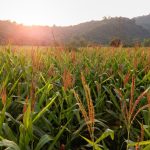 File photo of a cornfield in the northern region of Luzon in the Philippines. (Nate Hovee/iStock/Getty Images)