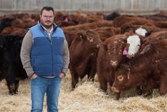 Before building his new lot, Serfas had cattle at several locations. Efficiency and humane handling were top priorities in the design of the new facility.
