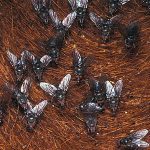 Ectoparasite help available for cattle