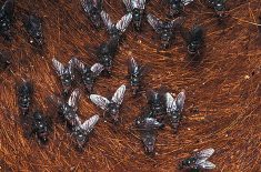 Ectoparasite help available for cattle