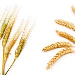 Plenty of ways to serve cereal groups