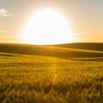 File photo of sunset over a wheatfield in Brazil. (Evandrorigon/E+/Getty Images)