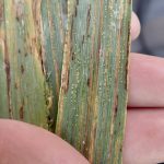 “If you aren’t seeing symptoms in your crop and you continue to see no symptoms, our experience in what we see in commercial fields is that it’s likely not going to pay to spray a fungicide.” – Kelly Turkington