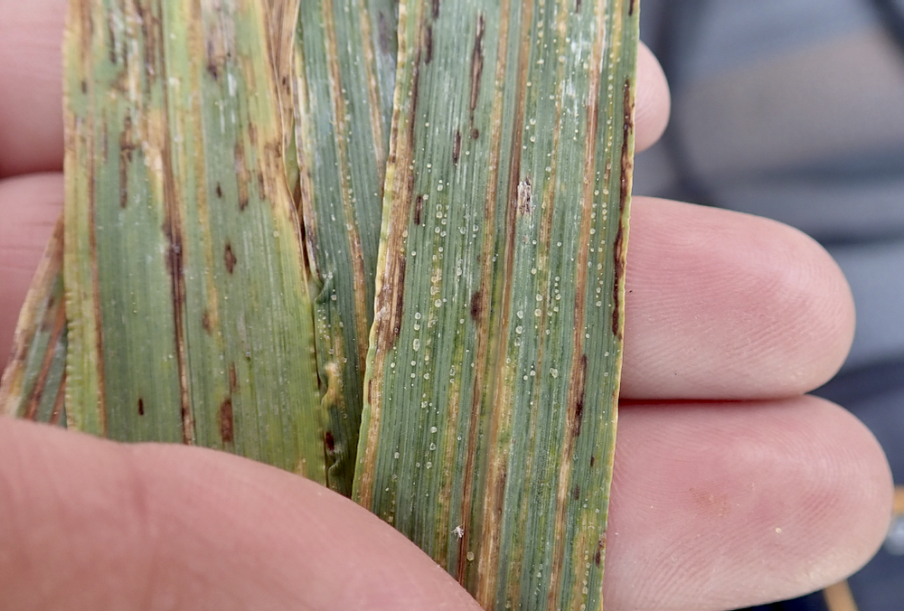 “If you aren’t seeing symptoms in your crop and you continue to see no symptoms, our experience in what we see in commercial fields is that it’s likely not going to pay to spray a fungicide.” – Kelly Turkington