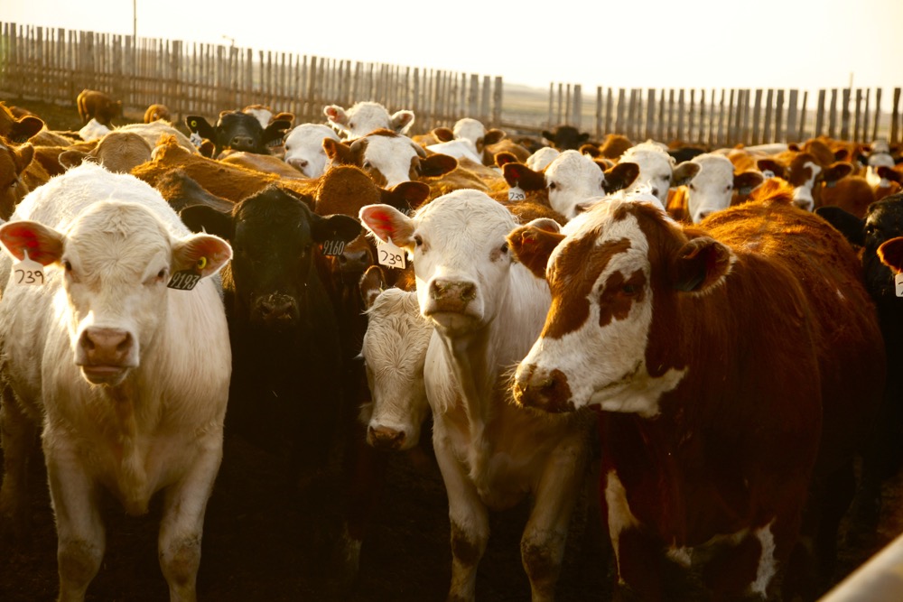 (Photo courtesy Canada Beef Inc.)
