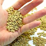 Saskatchewan Agriculture’s special crops specialist says that lentils are in good condition in that province. Photo: Thinkstock