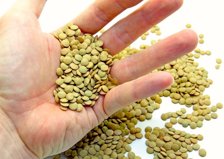 Saskatchewan Agriculture’s special crops specialist says that lentils are in good condition in that province.  Photo: Thinkstock

