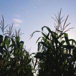 Forecasts of a heat wave in the U.S. are supporting soy and corn prices. Photo: File