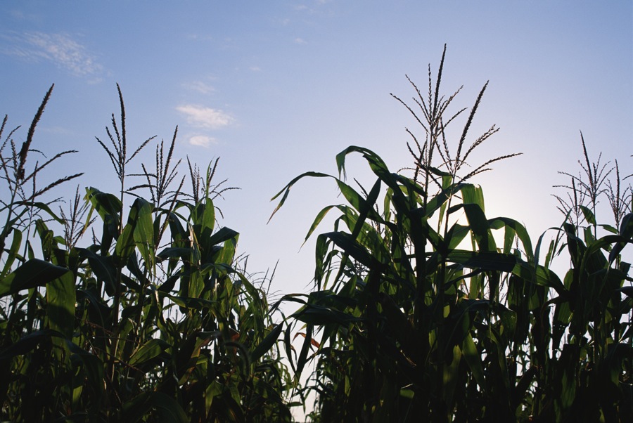 Forecasts of a heat wave in the U.S. are supporting soy and corn prices.  Photo: File
