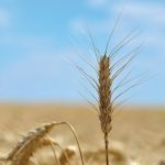Pre-harvest primer on tap