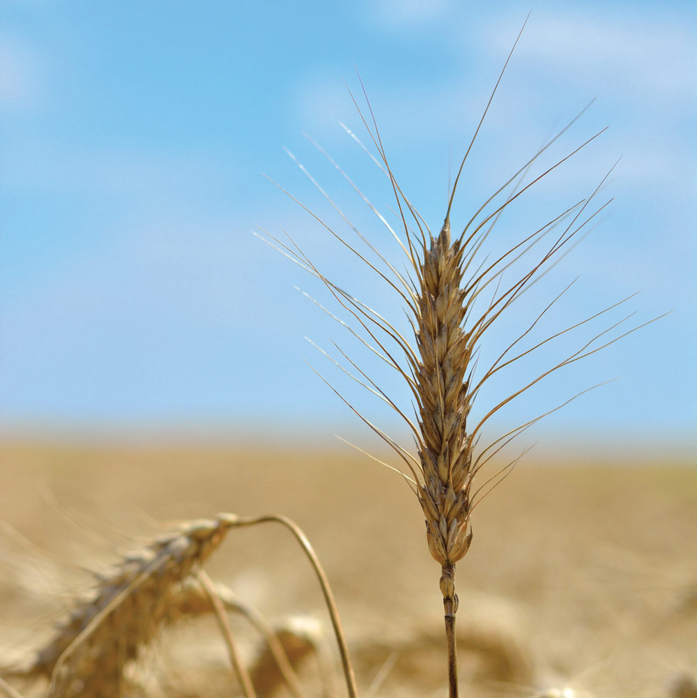 Pre-harvest primer on tap
