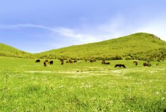 Western Canada has a vast amount of forages on native and tame pastures, and they store a lot of carbon.