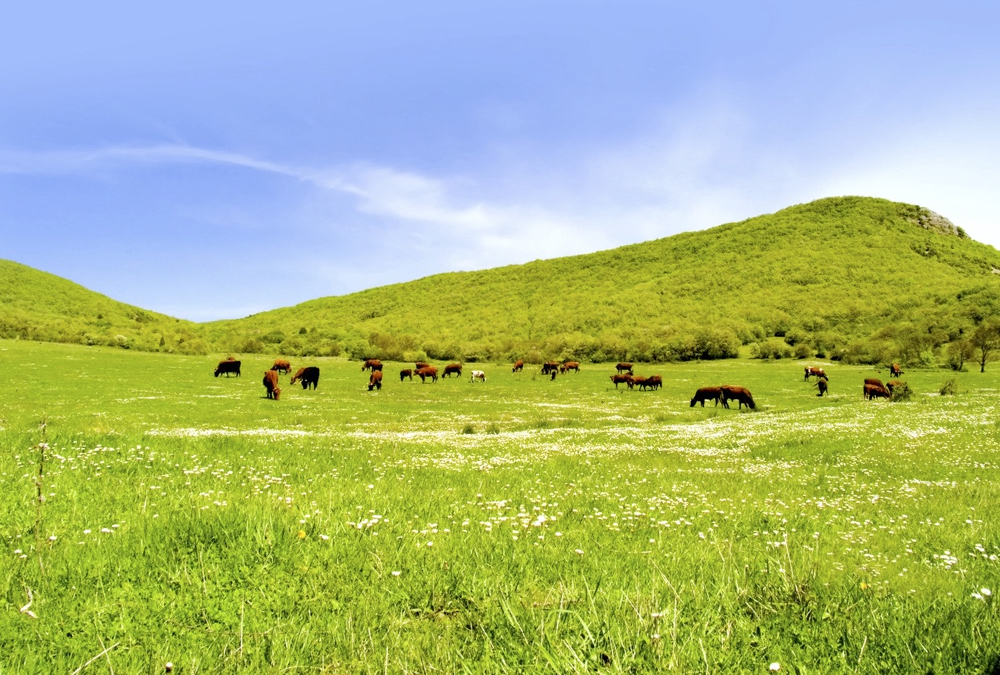 Western Canada has a vast amount of forages on native and tame pastures, and they store a lot of carbon.