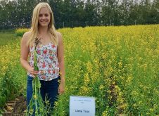 Researcher Nicole Fox found applying moderate to high amounts of powdered lime resulted in canola plants that were still productive even if infected by clubroot.