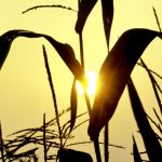 Hot weather in the Plains and Midwest regions of the United States is affecting crop conditions, but how much of an effect it will have on yields come harvest time is unknown. Photo: Thinkstock