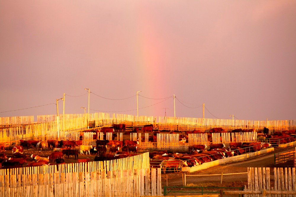 Photo: Canada Beef Inc.
