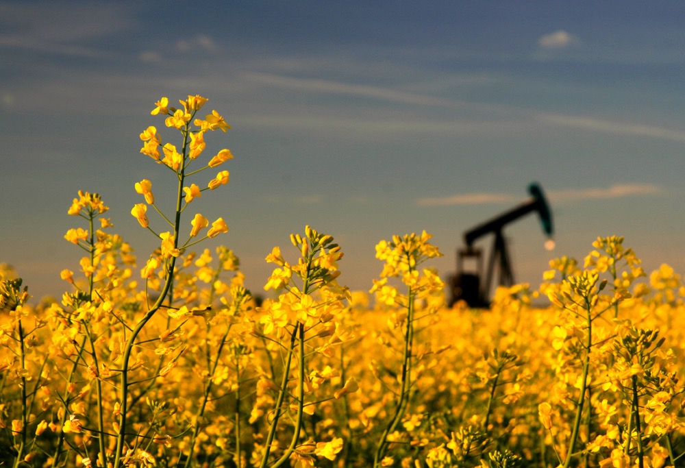 Renewable diesel is a clean-burning fuel chemically identical to regular diesel and can lower greenhouse gas emissions by 80 per cent.