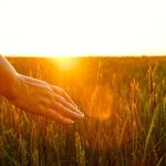 Seed growers join forces