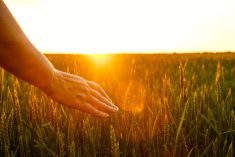 Seed growers join forces