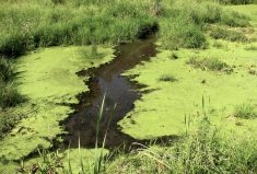 Onset of signs of poisoning can be quick, which is why dead animals are often found close to the body of water where they ingested the algal toxin.