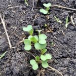 Factors like crop rotation, trash management, seedbed preparation, seeding date, seeding rate, fertility and weed control can have a significant impact on canola emergence.