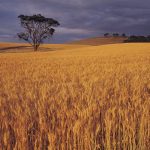 Another big wheat crop shaping up in Australia
