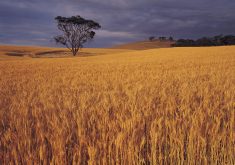 Another big wheat crop shaping up in Australia