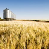 AAFC seeks southern Alberta bins for insect testing