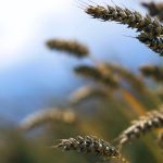 Dry weather hits French wheat crop