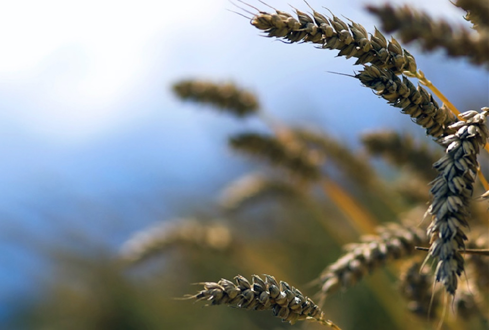 Dry weather hits French wheat crop