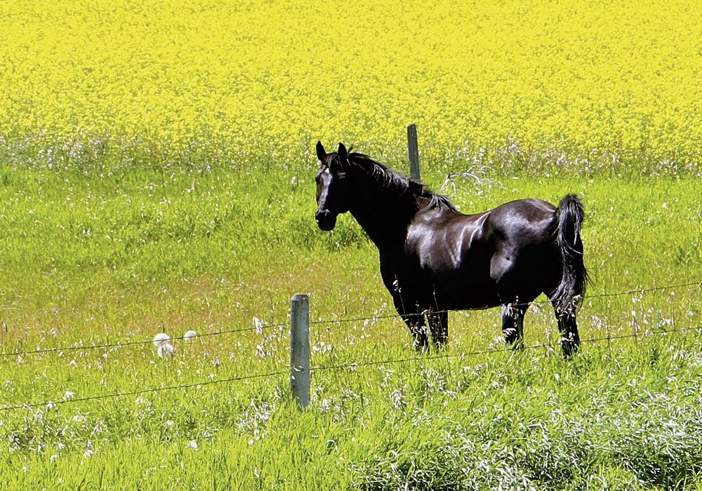 By understanding the triggers and the causes that can contrib- ute to an upset immune system, most horses can be spared the discomfort of seasonal itching.