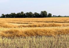 Don’t be too hasty to harvest your canola
