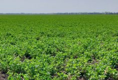 “Treat it like you would your grain crop.” – Ken Wall, Federated Co-operatives.
