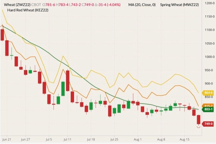 CBOT December 2022 wheat (candlesticks) with 20-day moving average (green line), MGEX December 2022 spring wheat (yellow line) and K.C. December 2022 hard red wheat (orange line). (Barchart)
