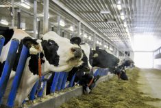 On dairy farms, methane from cattle is a big part of their carbon footprint, but researchers say diet can control emissions at least somewhat.